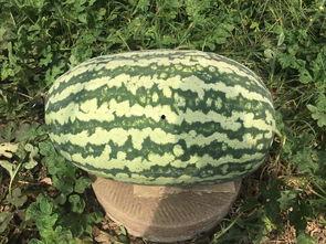 壽光網(wǎng)紅大瓜